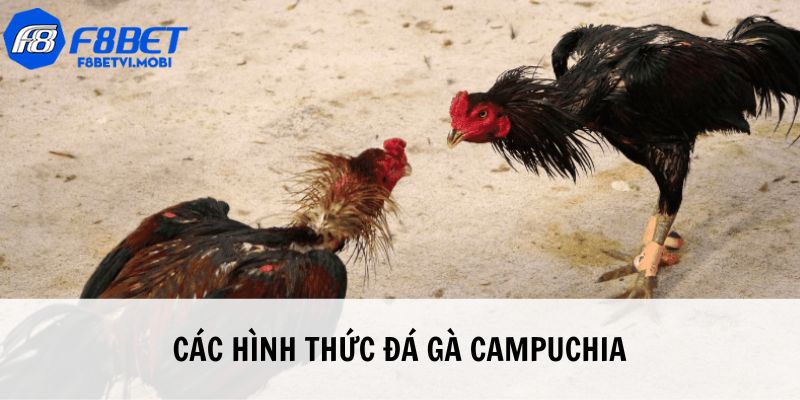 Hệ thống game cược chọi kê lôi cuốn, thu hút