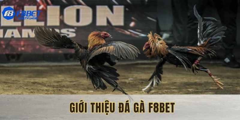 Đá gà F8bet hiện được rất nhiều người chơi yêu thích